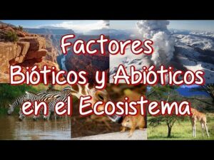 Cómo influyen los factores bióticos y abióticos en los ecosistemas