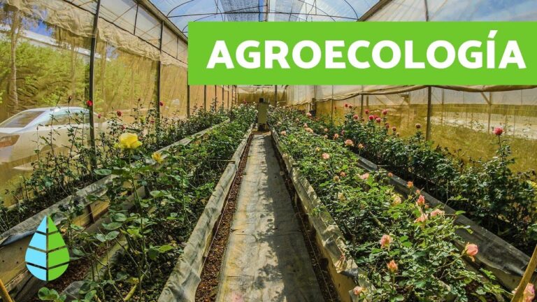 Cu L Es El Objetivo Del Enfoque Agroecol Gico Objetivo Del Enfoque