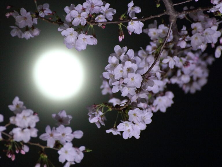 Cu L Es La Flor De La Luna Descubre La Flor De La Luna Todo Lo Que