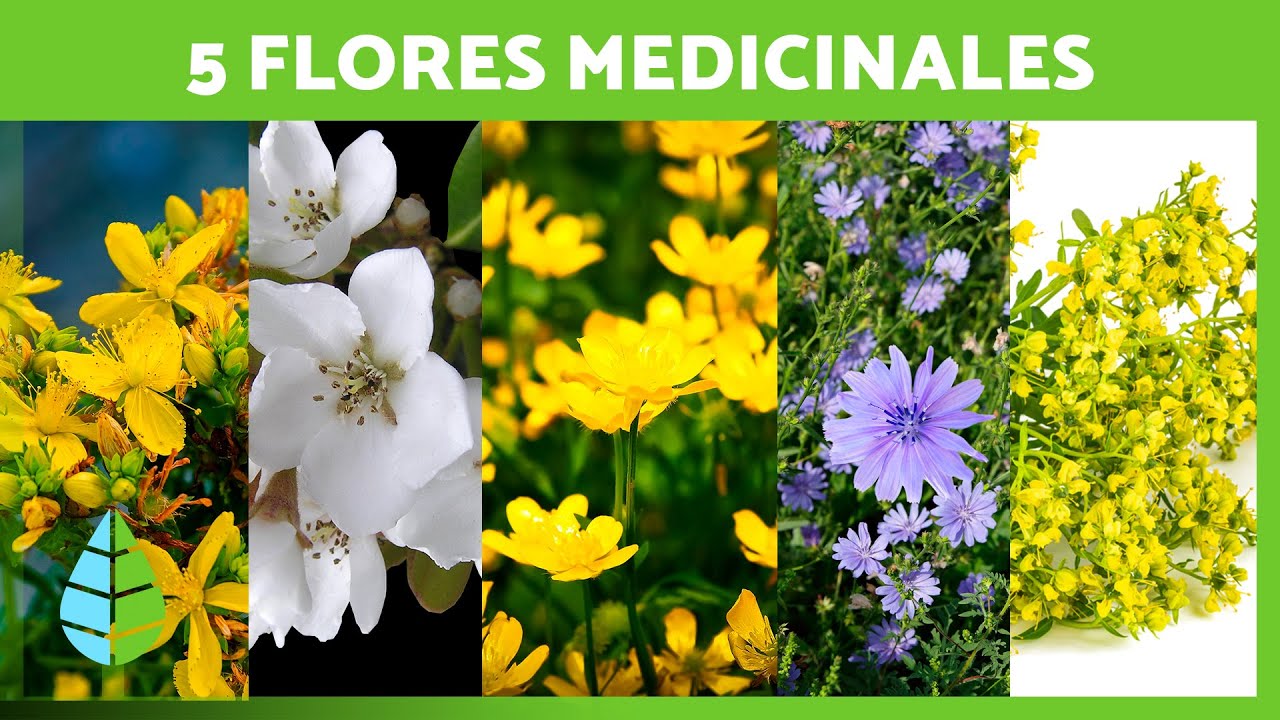 Cu L Es La Flor De La Salud Descubre La Flor De La Salud Todo Lo