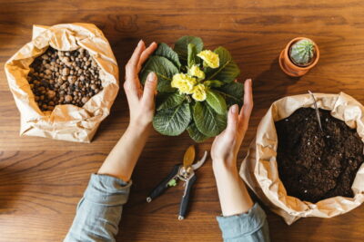 Cuál es la mejor tierra para las plantas La mejor tierra para tus