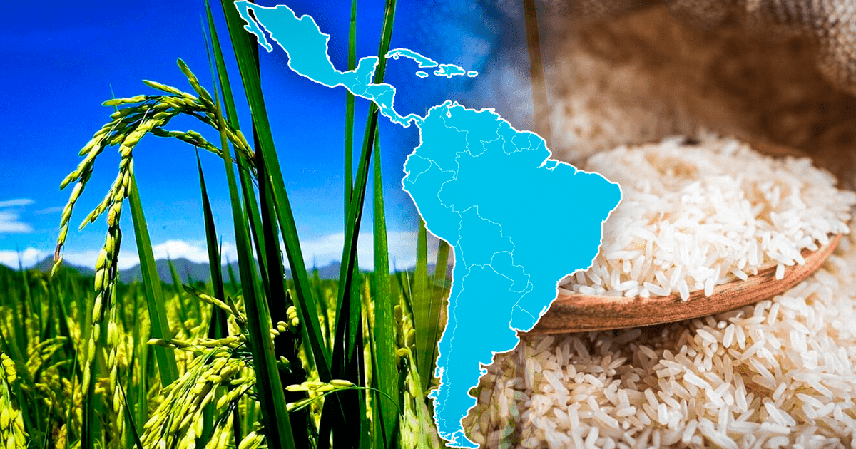 Cu L Pa S Es El Mayor Productor De Arroz En Am Rica Latina Descubre