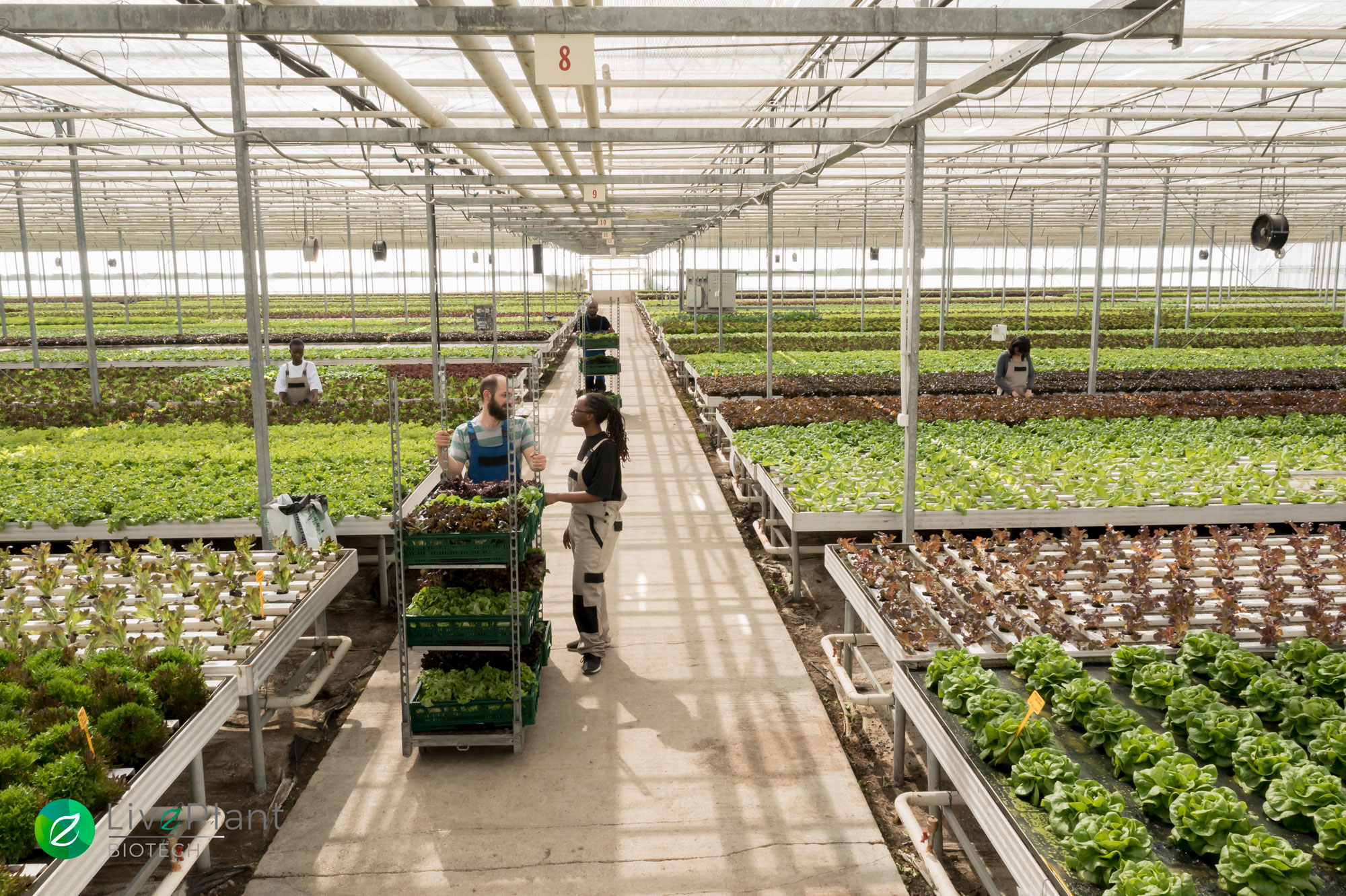 Cuales Son Las Tecnicas De Agricultura T Cnicas De Agricultura