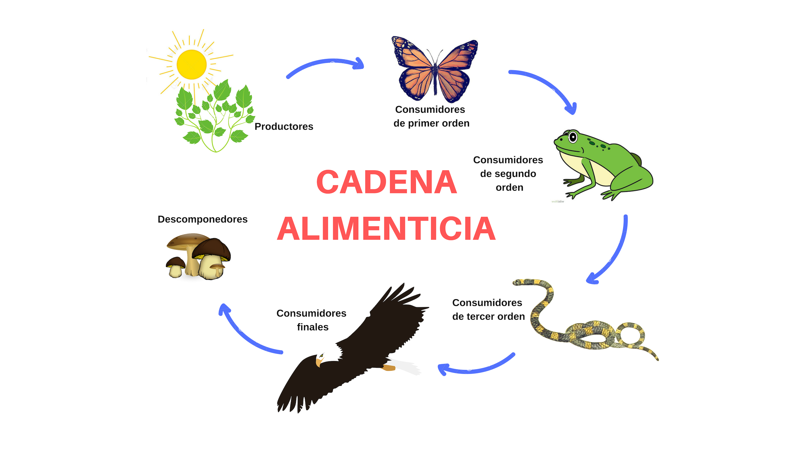 Qu Tipos De Cadenas Alimenticias Hay Tipos De Cadenas Alimentarias