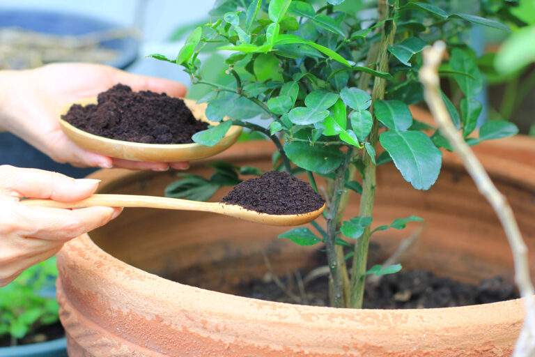 Cuándo hay que echar fertilizante a las plantas El momento ideal