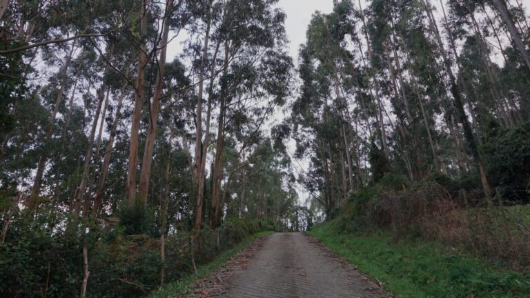 Cuánto vale una hectárea de eucalipto Descubre el valor actual de