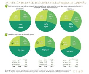 Cuántos litros de aceite salen de un kilo de aceitunas Litros de