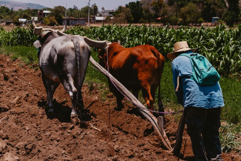 inicio de la agricultura en mexico Descubre el fascinante origen de la agricultura en México