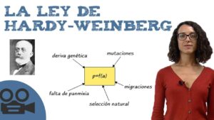 Qu Dice La Ley De Hardy Weinberg Ley De Hardy Weinberg Y Su