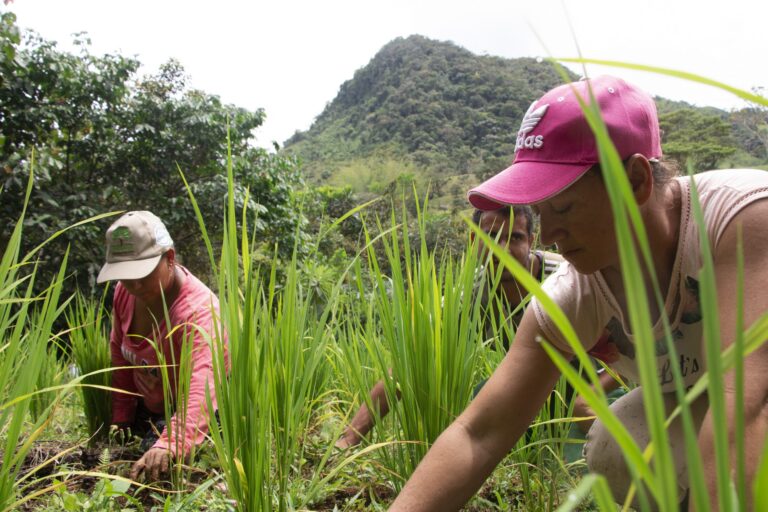 Qu Es El Arroz De Secano Arroz De Secano Origen Caracter Sticas Y