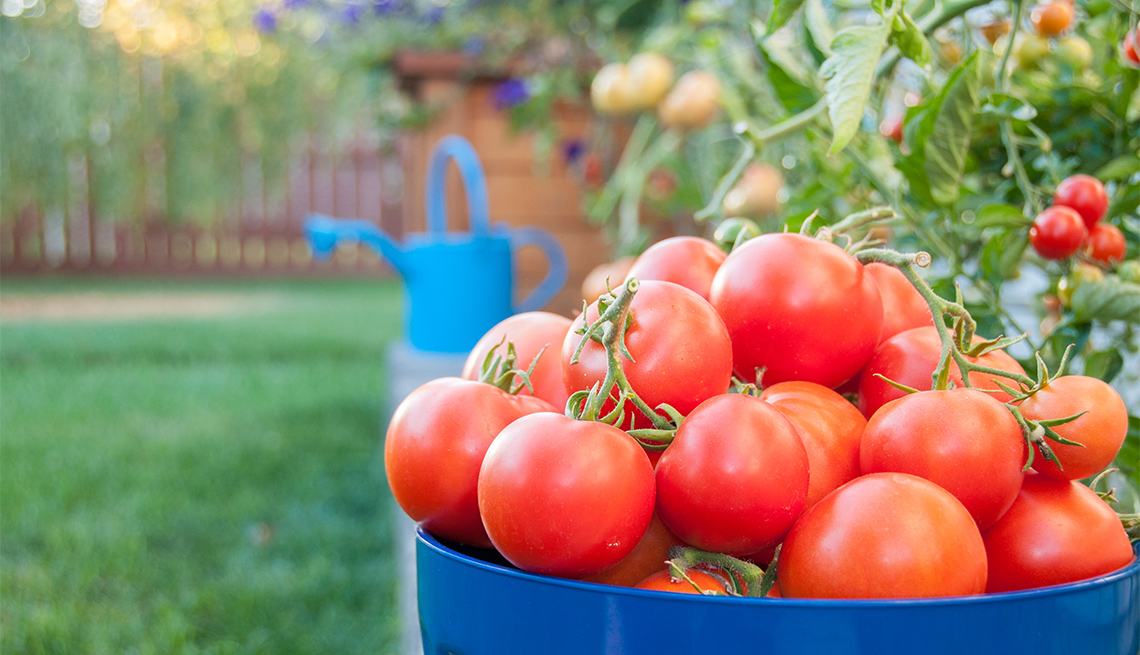 Qu Necesita La Planta De Tomate Para Crecer Elementos Clave Para El