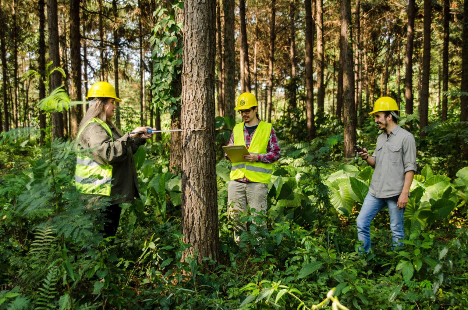 Qu Hay Que Estudiar Para Ser Ingeniero Forestal Estudia Para Ser