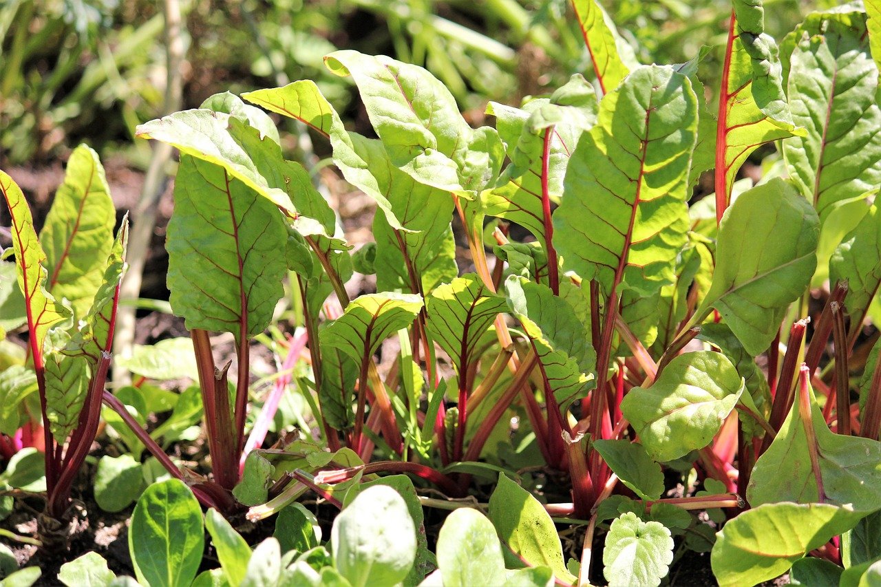 ¿qué Hortalizas Se Pueden Plantar En Invierno Hortalizas De Invierno