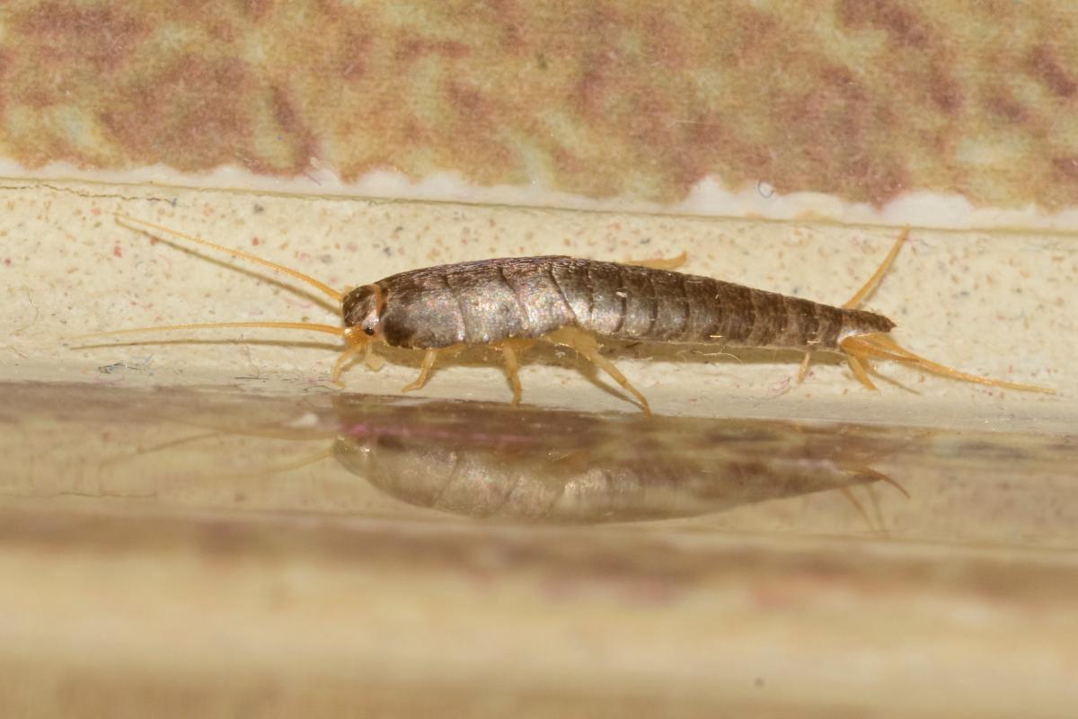 Qu Pasa Con Los Gusanos Que Salen En El Arroz Descubre La Verdad