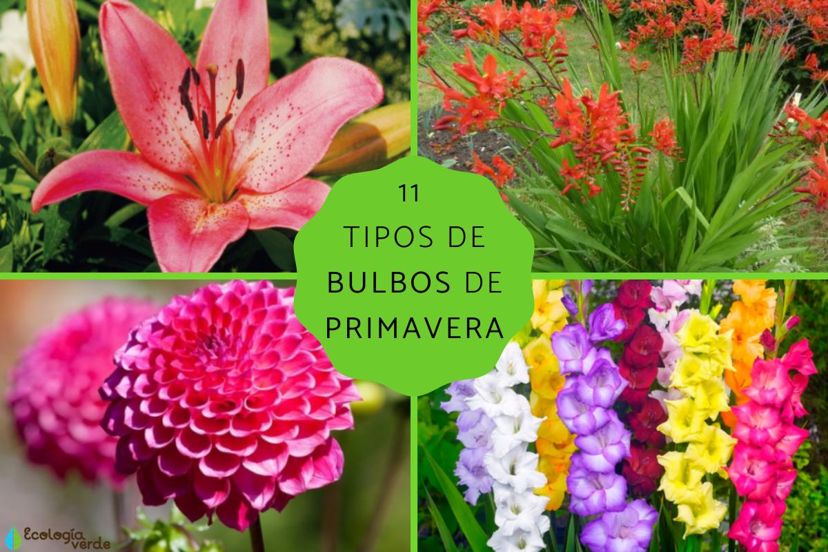 ¿qué Plantas Se Reproducen Por Bulbo Descubre Las 5 Plantas Que Se Reproducen Por Bulbo Guíaemk 5018