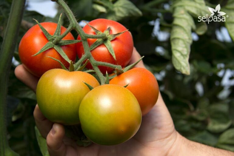 Qu Tipo De Fertilizante Se Utiliza Para El Tomate Gu A Completa