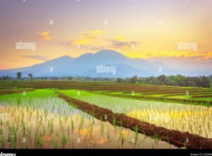 Quién llevo el arroz a China La fascinante historia detrás del arroz