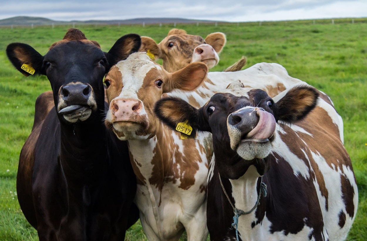 ¿Cuál es la importancia de la actividad pecuaria?: Importancia de la ...