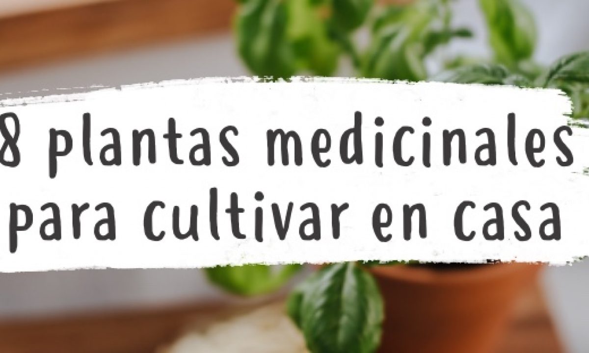 Cu Les Son Las Plantas Que Se Deben Tener En La Casa Descubre Las