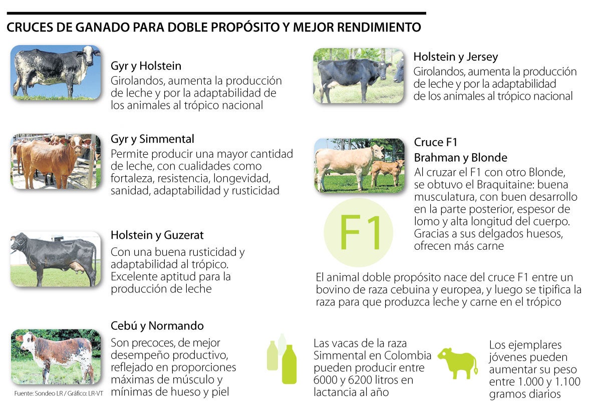 ¿Cuáles son los diferentes tipos de ganado?: 5 tipos de ganado y su ...