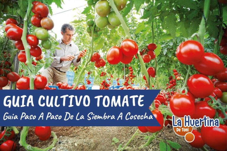 Cu Ndo Es El Tiempo De Plantar Tomates Mejor Momento Para Plantar