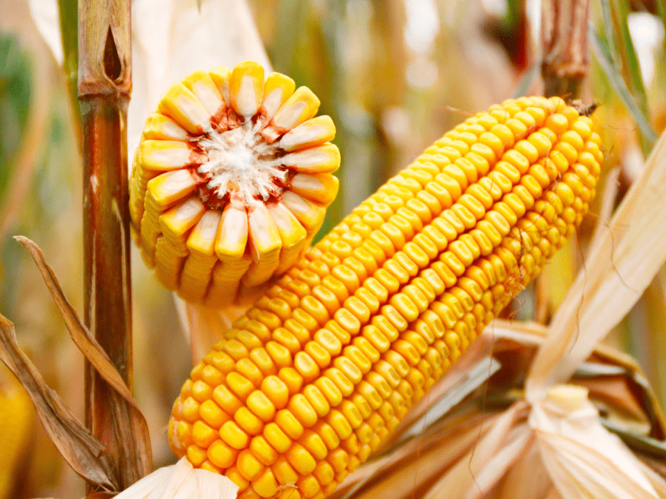 ¿Cuánto cuesta una tonelada de maíz? Descubre aquí el costo actual de
