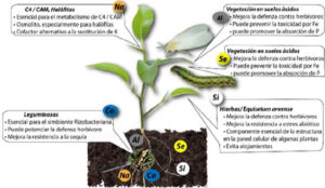 ¿Cuáles Son Los Elementos Químicos Esenciales Para Las Plantas?: 17 ...