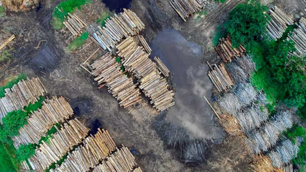 ¿Qué Actividades Humanas Son Las Que Causan La Deforestación?: Causas ...