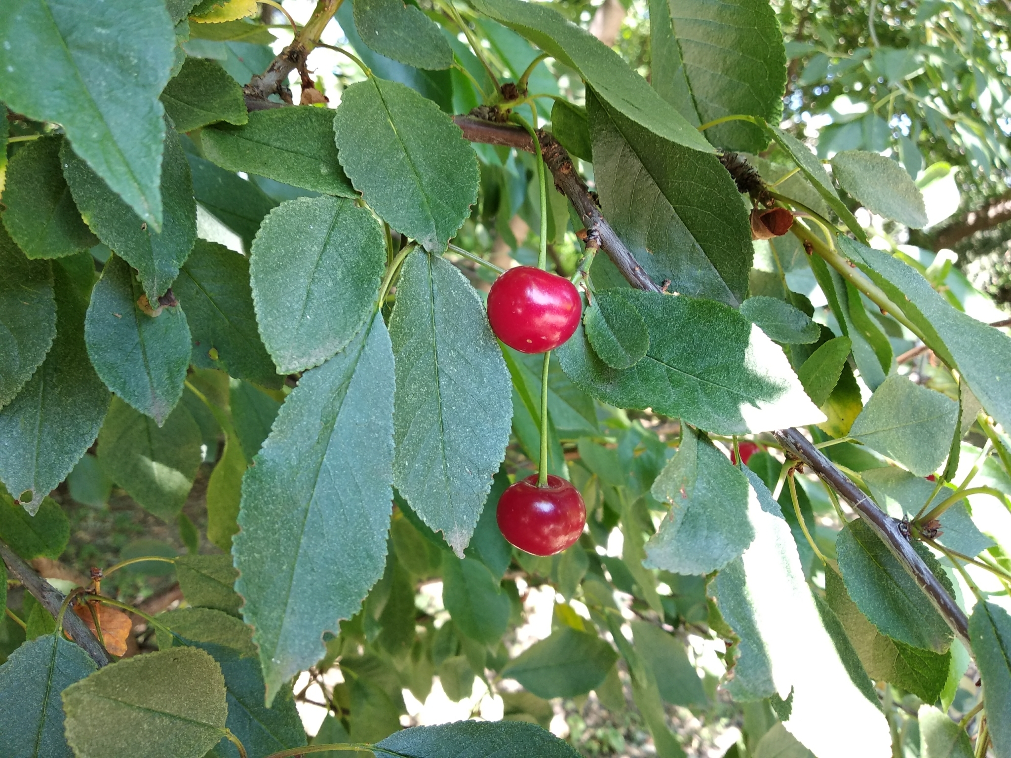 ¿qué Diferencia Hay Entre Cerezo Y Cereza Descubre Las Diferencias Entre Cerezo Y Cereza ¡noemk 0752