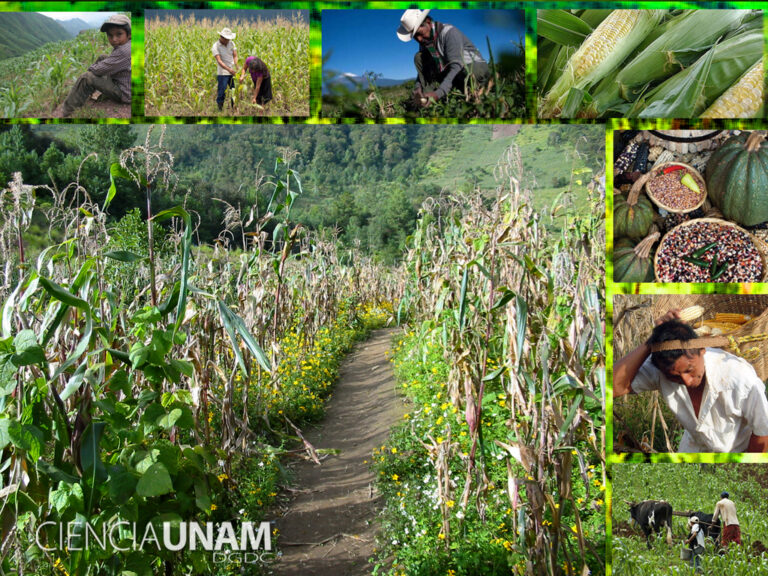 Qué es el sistema de milpa Sistema de milpa y sus beneficios para la