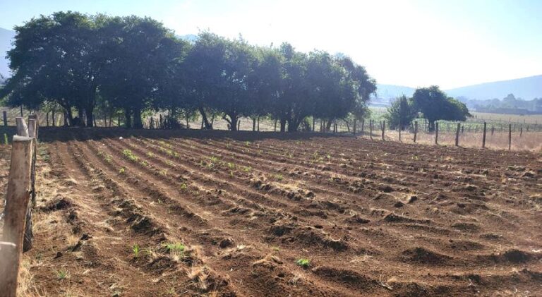 ¿Qué significa San Isidro Labrador quita el agua y pon el sol ...